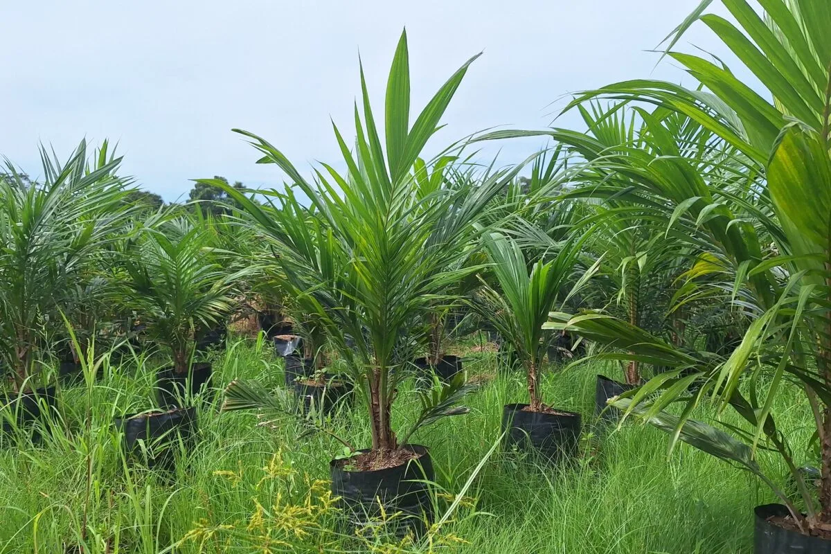 Palma Aceitera en la Amazonía